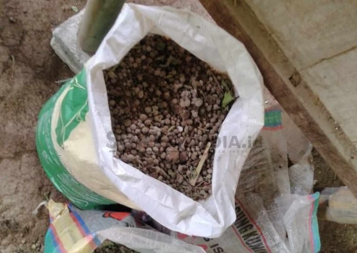 1 Pupuk Subsidi Langka, Warga Rembang Buat POC Urine Kelinci