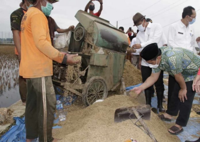 1 Tak Bisa Klaim Asuransi Pertanian, Petani Pati Wadul ke Wagub