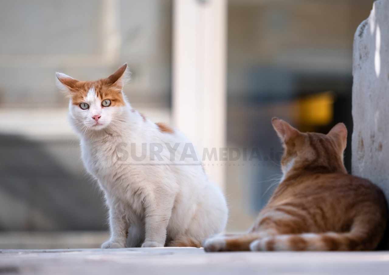 Empat Bahan Alami Cegah Kutu Bersarang di Bulu Kucing - Suryamedia.id