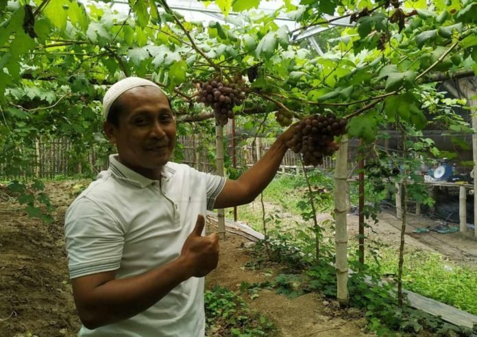 1 Dari Skala Rumahan, Anas Kini Punya Kebun Budidaya Anggur