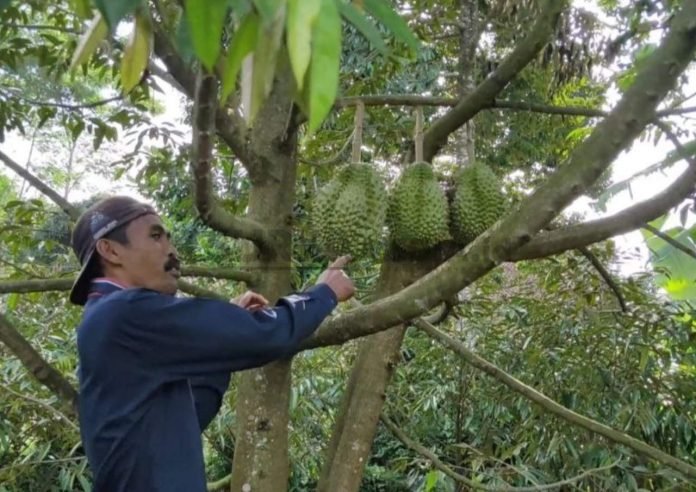 Harga Cenderung Stabil, Beri Keuntungan Bagi Petani Durian HARGA CENDERUNG STABIL, BERI KEUNTUNGAN BAGI PETANI DURIAN