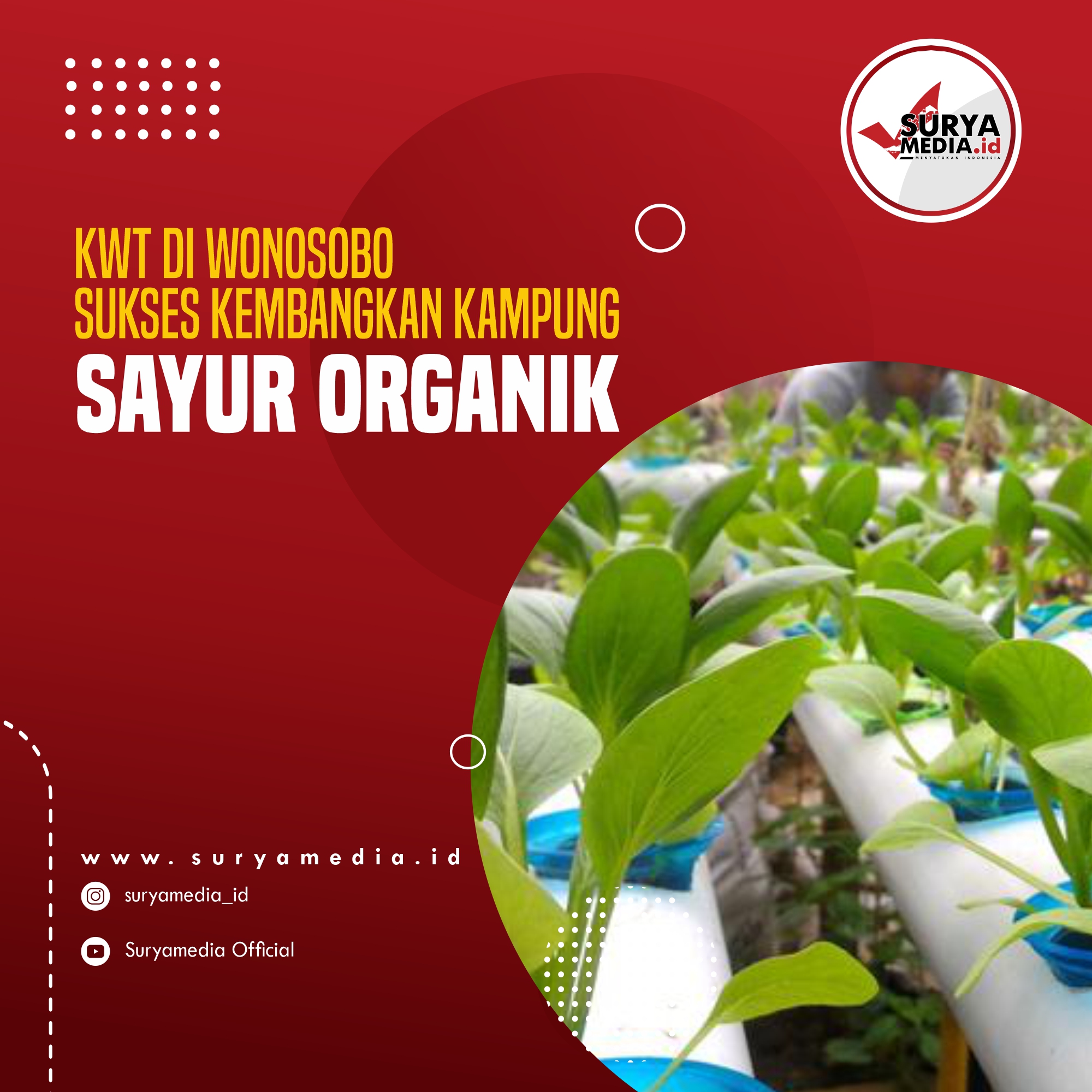 Kwt di wonosobo sukses kembangkan kampung sayur organik