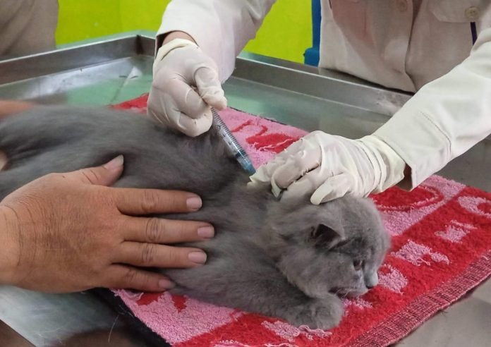 Pemkab Temanggung Siapkan 350 Dosis Vaksin Rabies Gratis Bagi Hewan Peliharaan Pemkab Temanggung Siapkan 350 Dosis Vaksin Rabies Gratis Bagi Hewan Peliharaan