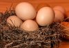 Harga Telur Turun, Pemprov Jateng Lakukan Gerakan Peduli Peternak