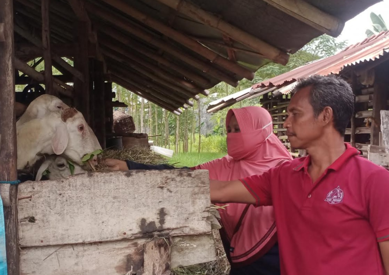 Inovasi Pakan Ternak Fermentasi Mulai Diterapkan Peternak kambing di Tegal