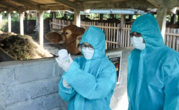 75 Ribu Dosis Vaksin PMK Didistribusikan Untuk Wilayah Jateng