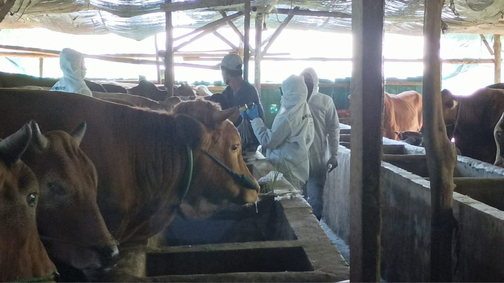 Hewan Ternak Terinfeksi PMK di Kabupaten Demak Meningkat