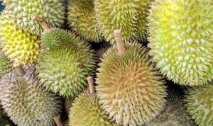 Desa di Rembang Miliki Pohon Durian Berusia 300 Tahun