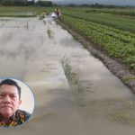 Foto: bawang merah di Desa Ngurensiti Kecamatan Wedarijaksa terkena banjir/ istimewa