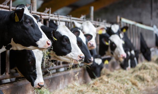 Indonesia Bakal Impor 100 Ribu Sapi dari Brasil - Suryamedia.id